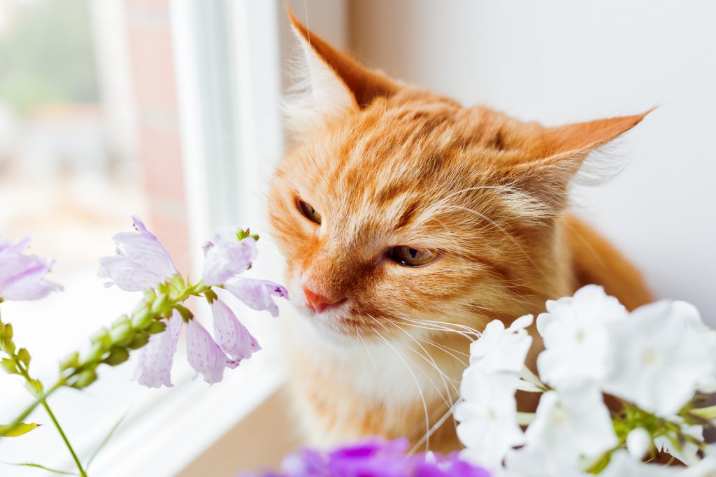 Ginger cat sniffs a bunch of flower. Cozy summer morning at home