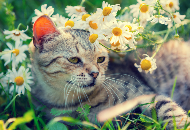 Cat with flowers relaxing on the grass in garden