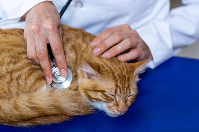 Close up on vet using his stethoscope on a cute kitten on the surgery