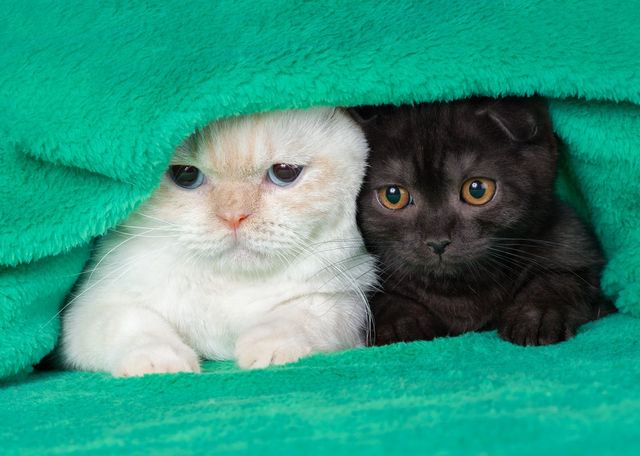Two cute little kittens peeking out from under the soft warm green blanket