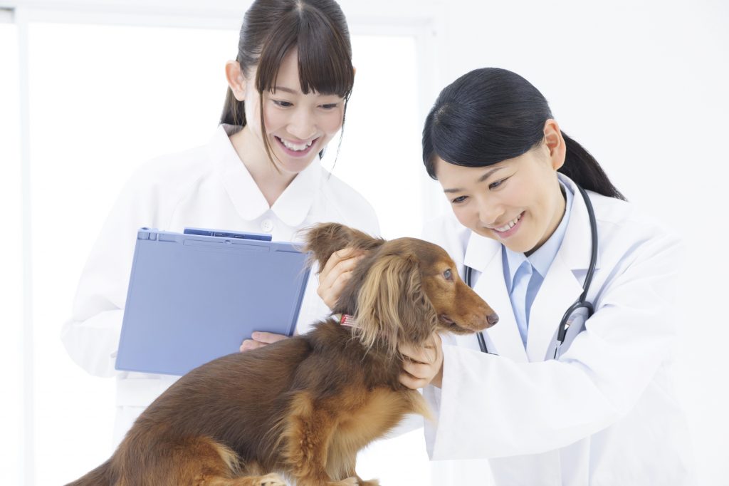 ペット　定期健診