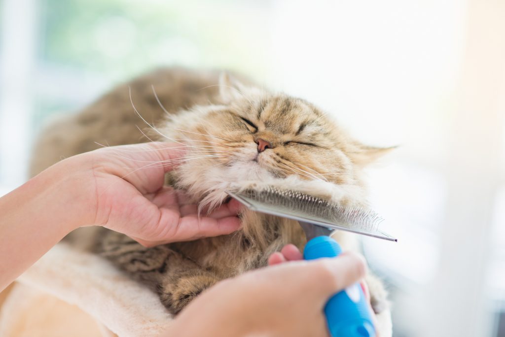 Woman using a comb brush the Persian cat