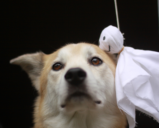 台風　犬猫　PET'S ALL RIGHT