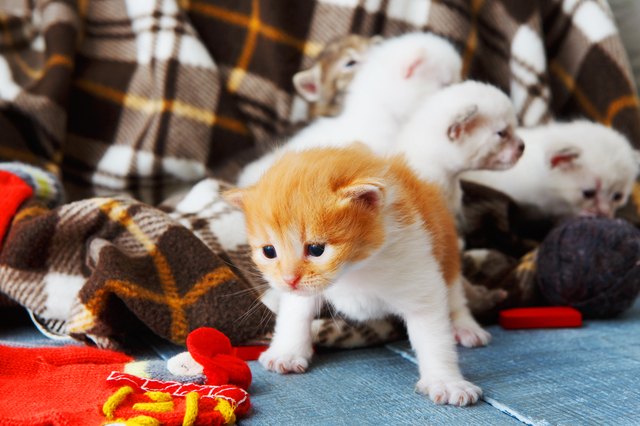 Red orange newborn kitten in a plaid blanket