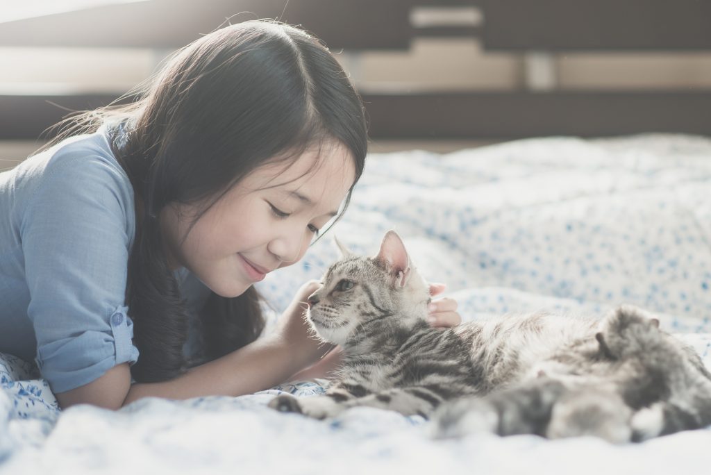 asian girl playing with american short hair cat