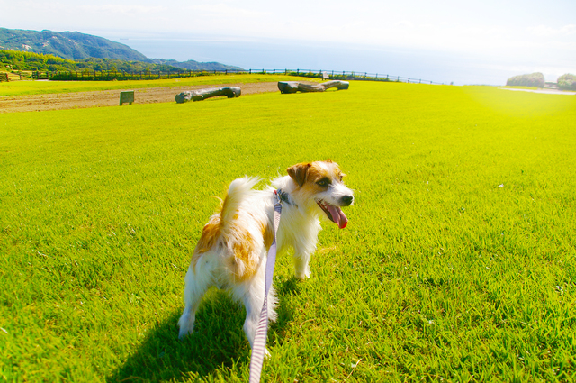 pixta_15231918_S