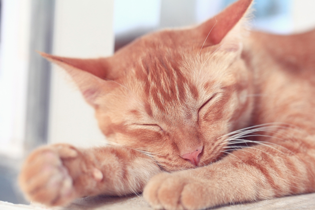 cute purebred cat