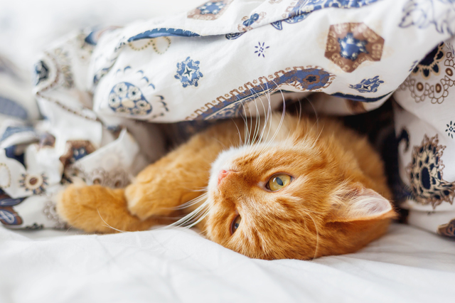 Cute ginger cat lying in bed under a blanket. Fluffy pet comfort