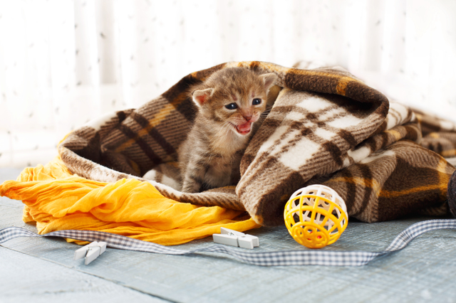 Grey striped newborn kitten in a plaid blanket