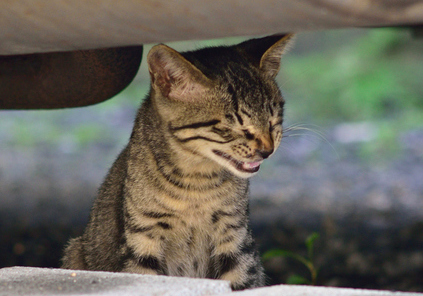 猫くしゃみ　アレルギー