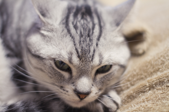 猫アレルギー　