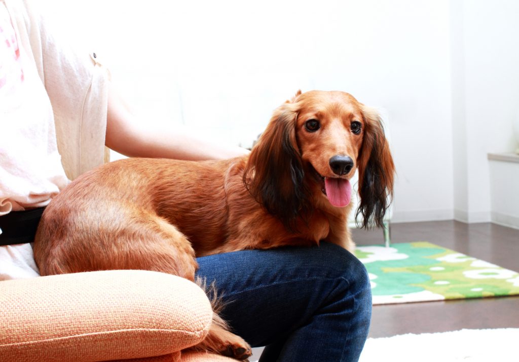 秋　体調不良　犬