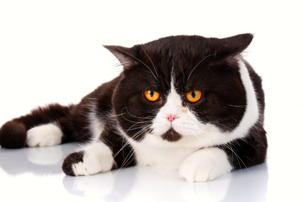 猫　生活習慣病