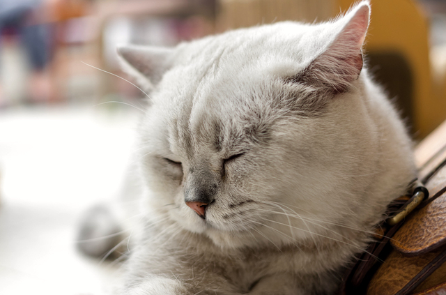 猫　生活習慣病