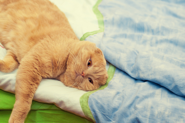 猫　生活習慣病
