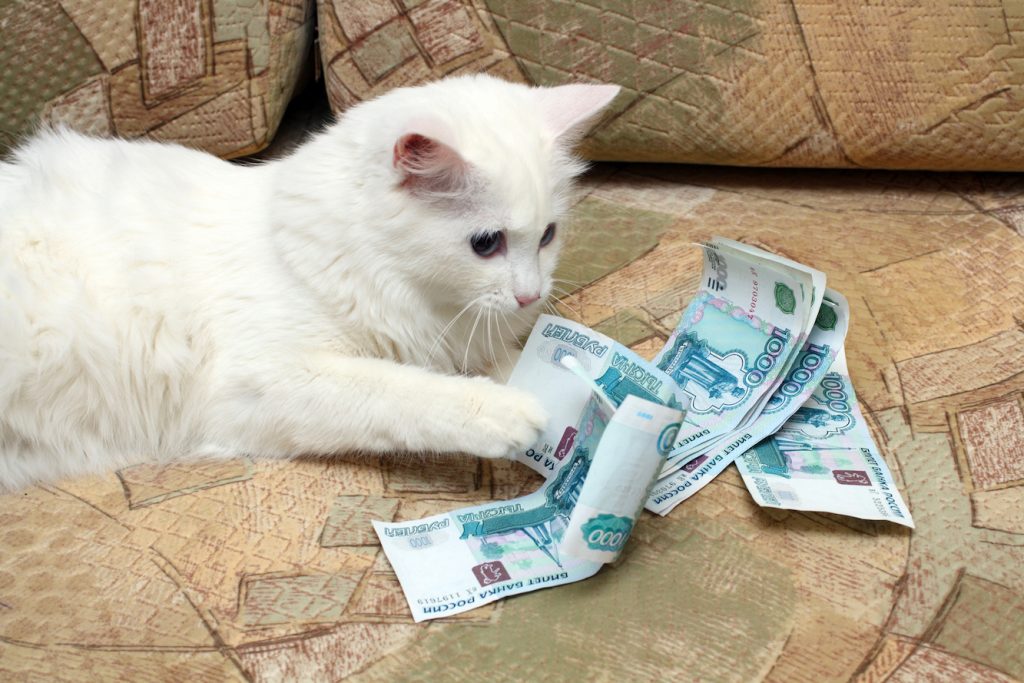 猫　健康診断