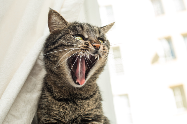 Angry cat