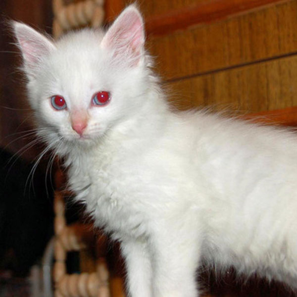 albino-cats-kittens-05