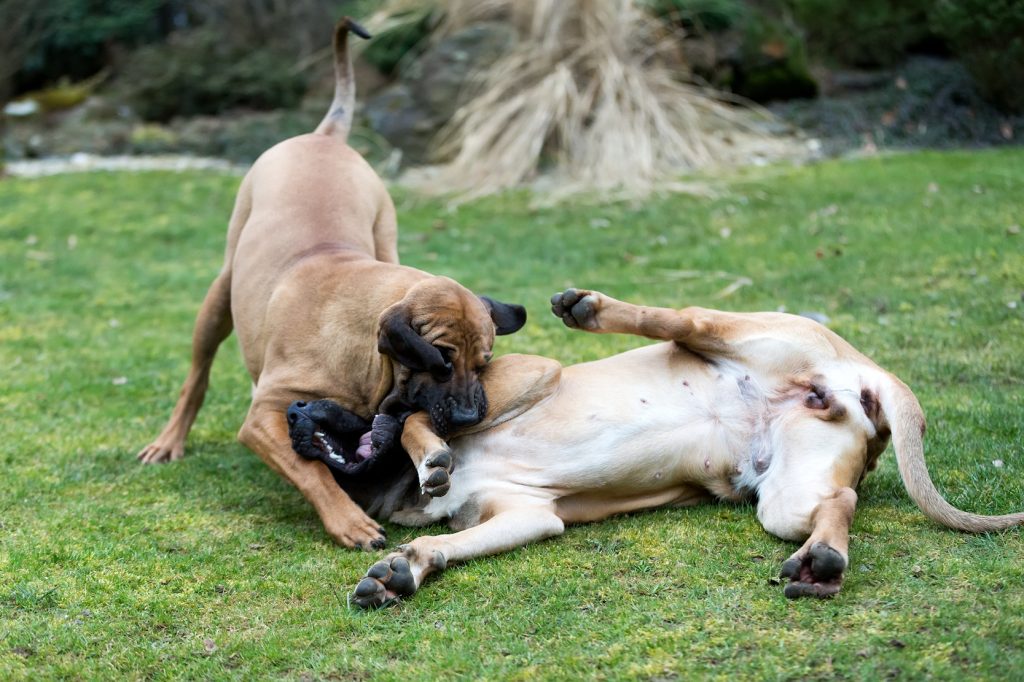犬　いじめ　喧嘩