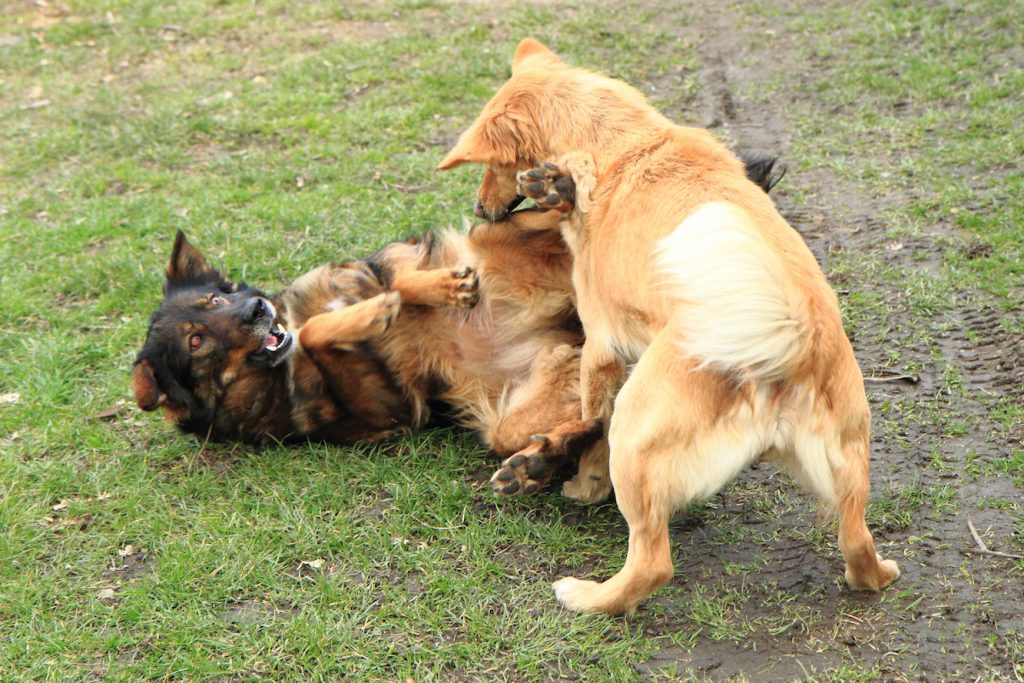 犬　いじめ　喧嘩