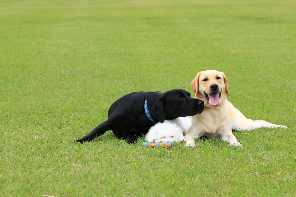 犬　いじめ　多頭飼い