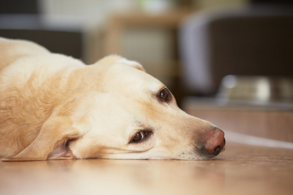 犬　ストレス　いじめ