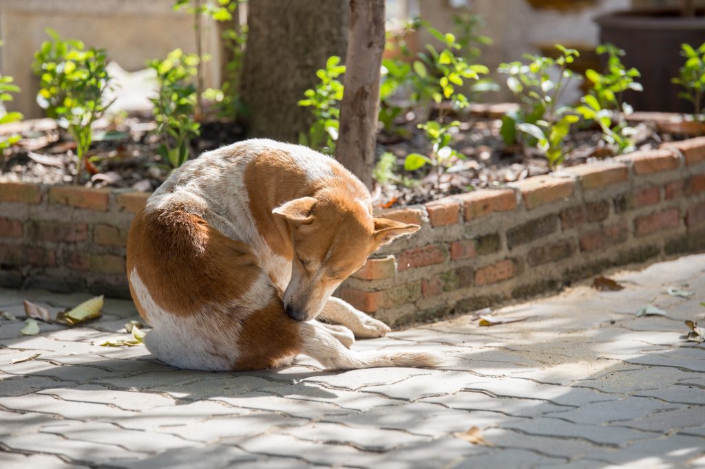 犬　かゆい　搔く