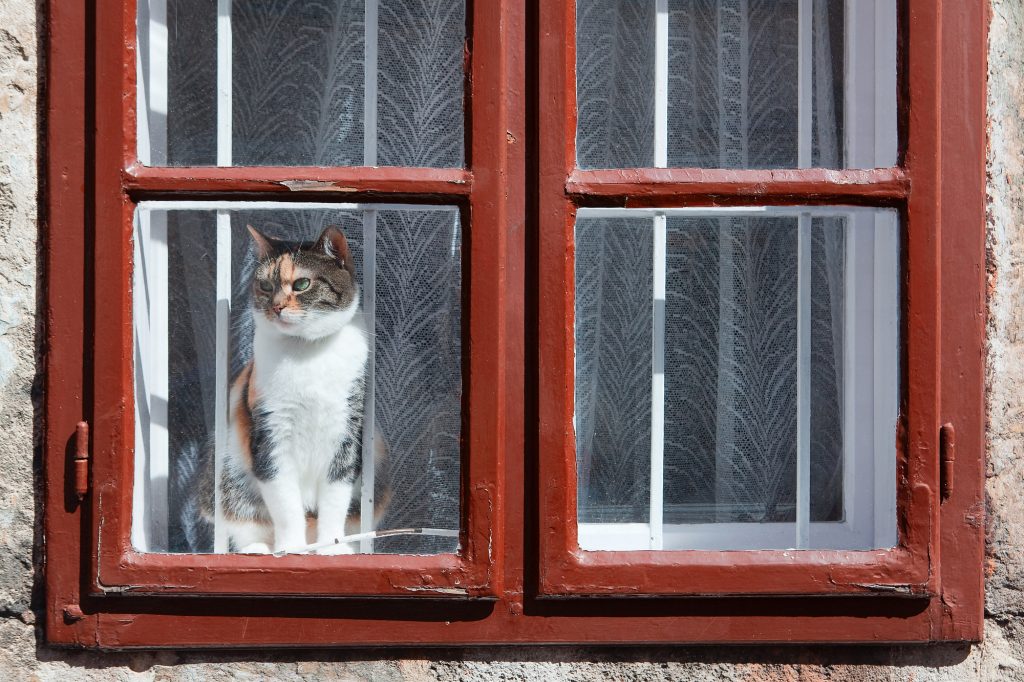 猫　留守番　ストレス