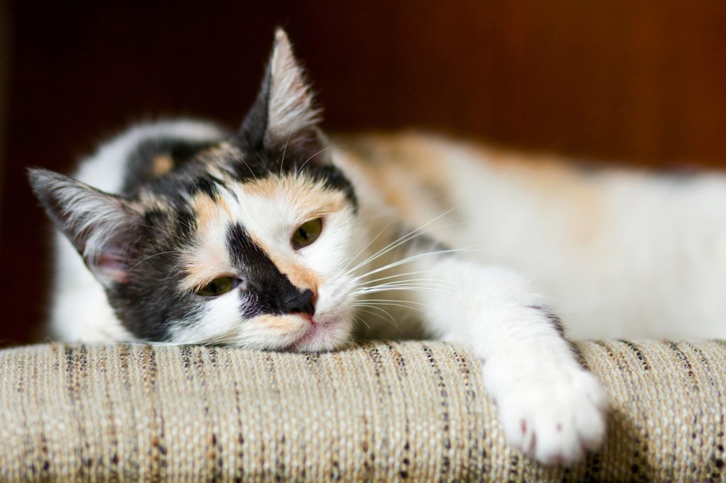 猫　暇　留守番