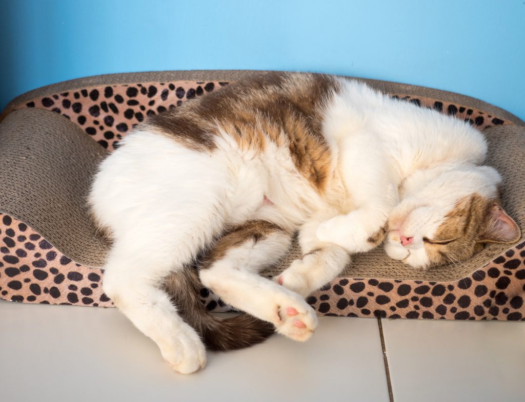 猫　留守番　快適