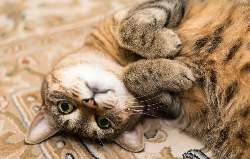 猫　甘える　留守番
