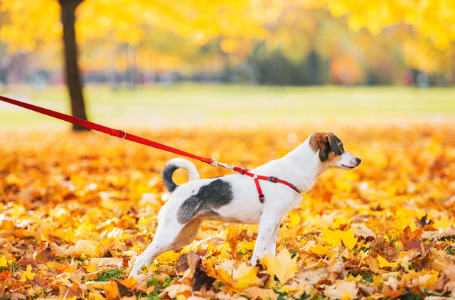 Closeup on dog on leash outdoors in autumn