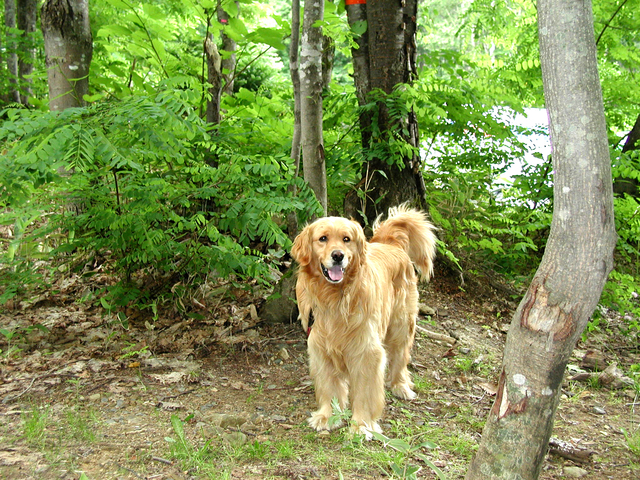 キャンプ　犬