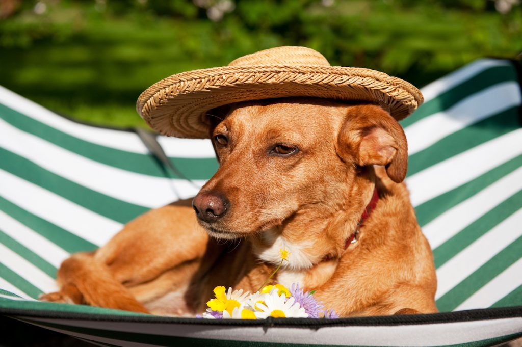犬　キャンプ