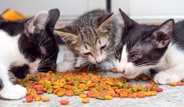 Little cute kittens eating instant food
