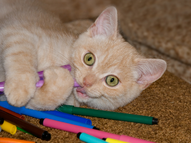Red kitten