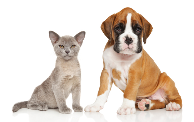 Kitten and puppy series on white