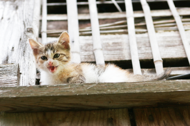 猫　威嚇　噛みつき