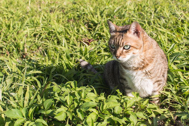 猫　噛みつき
