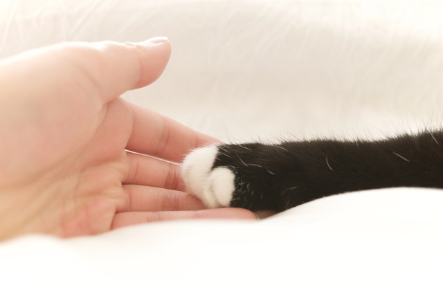 猫　噛みつき