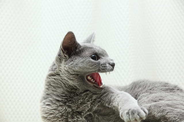 猫　噛みつき