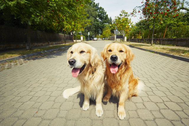英語　しつけ　犬