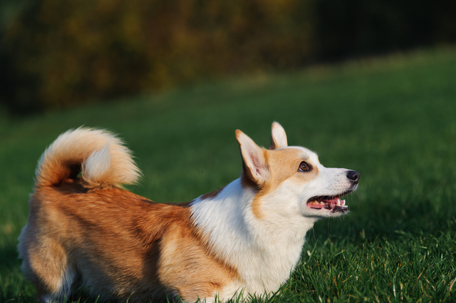 英語　しつけ　犬