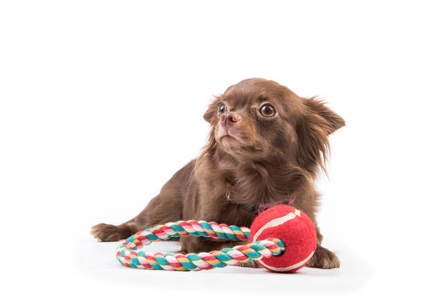 犬　暴れる