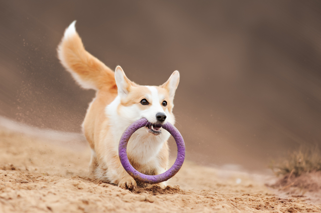 犬　暴れる