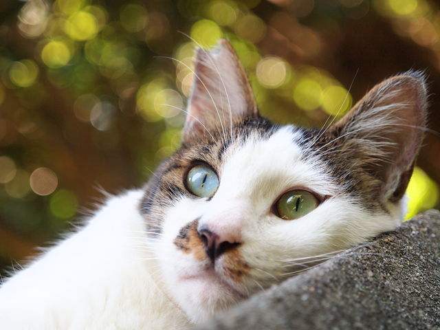 猫　しつけ