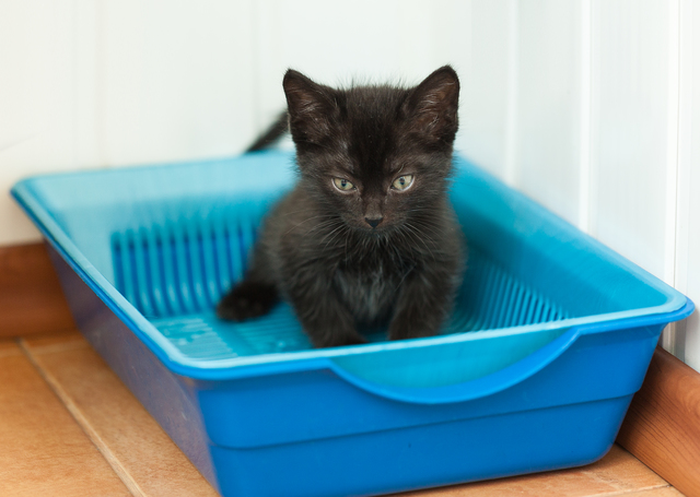 子猫　しつけ