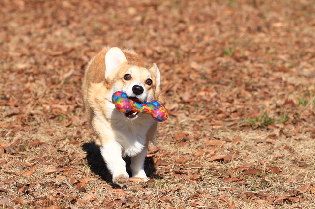 犬　震災　ストレス