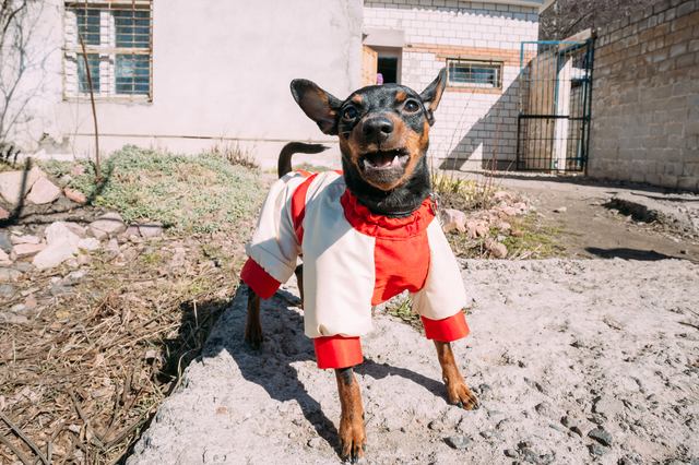 犬　吠える　しつけ