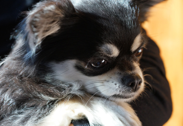 犬　不安